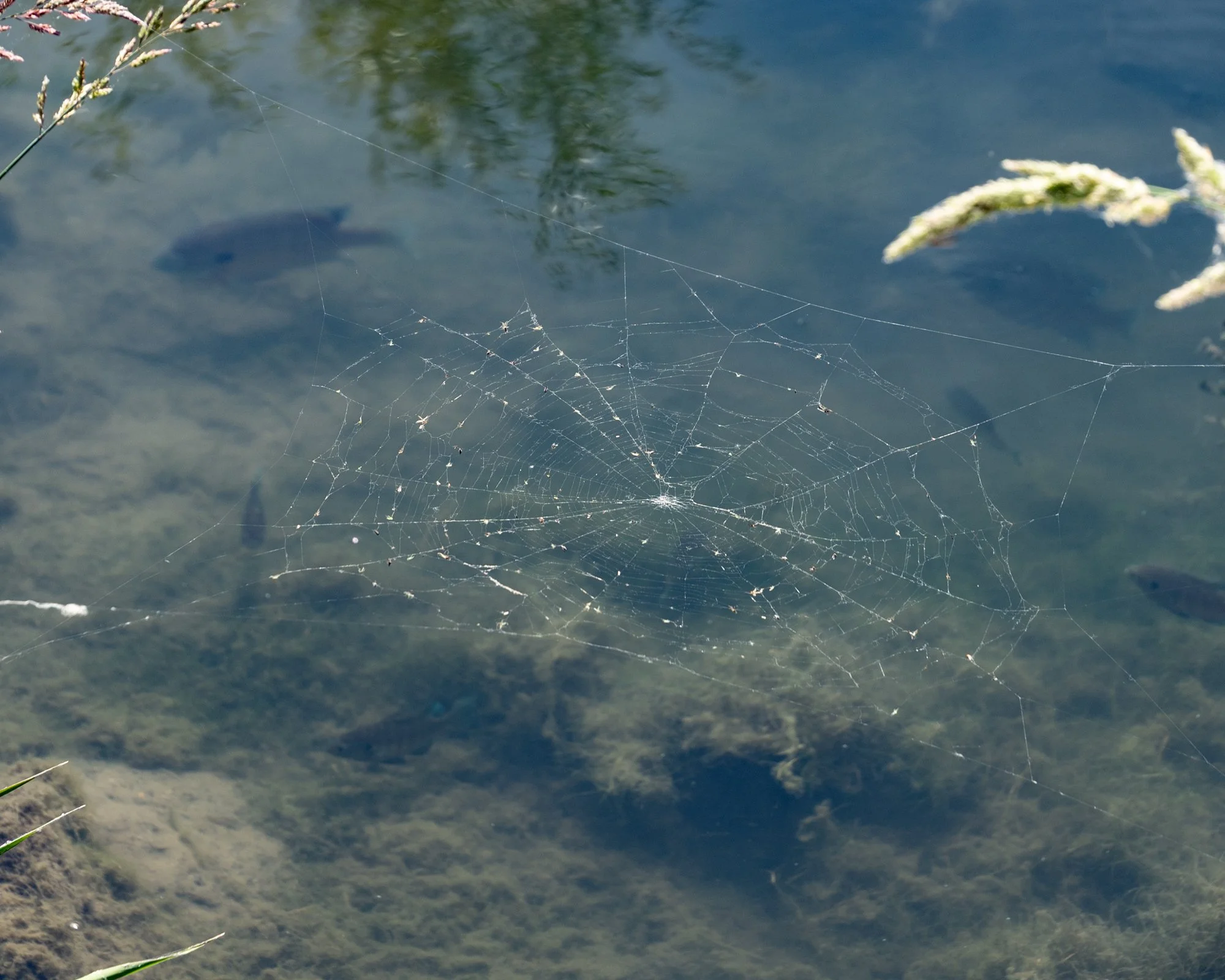 Stretched Over the Water