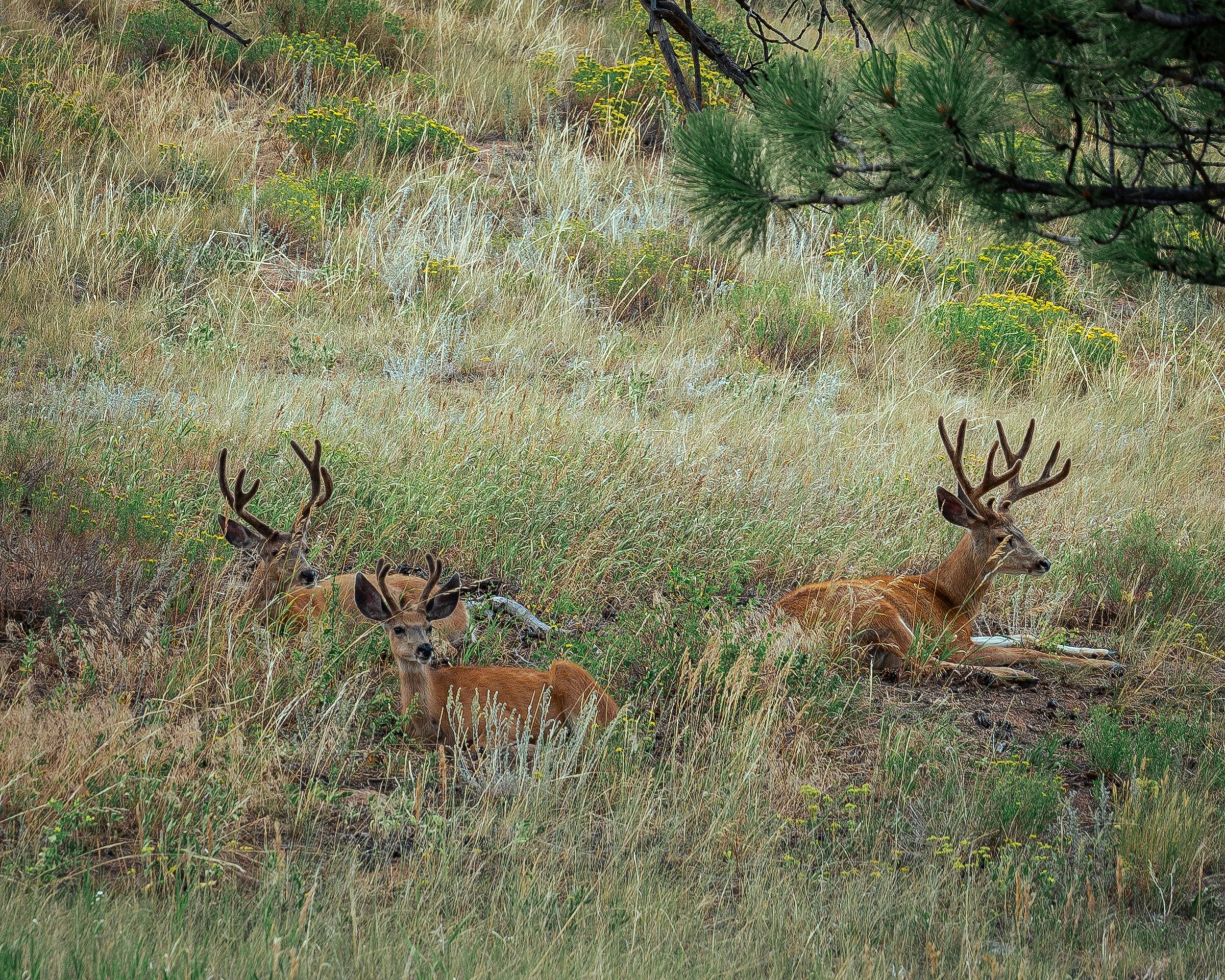 Resting Deer Trio