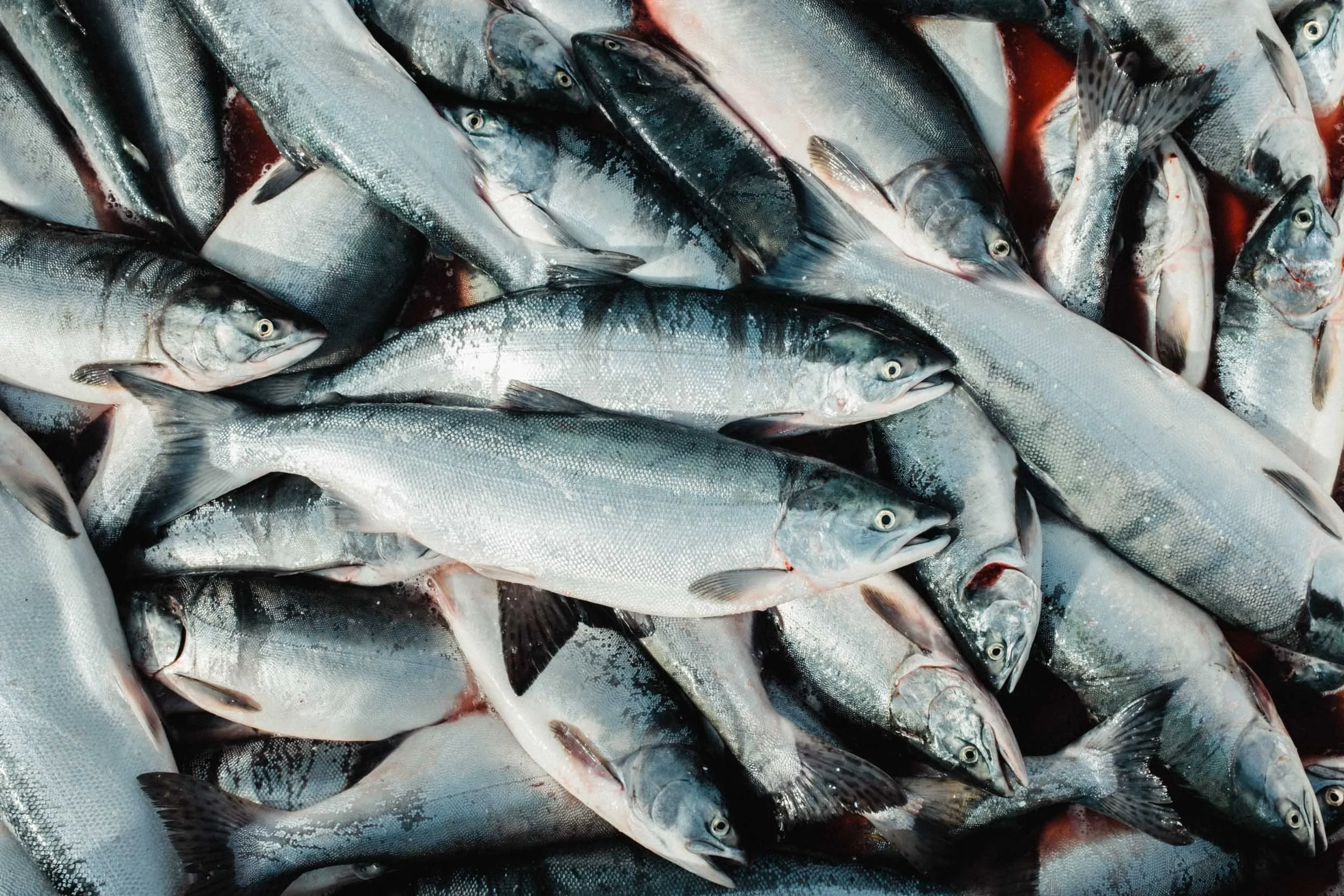 Salmon Run PR 2022-9.JPG