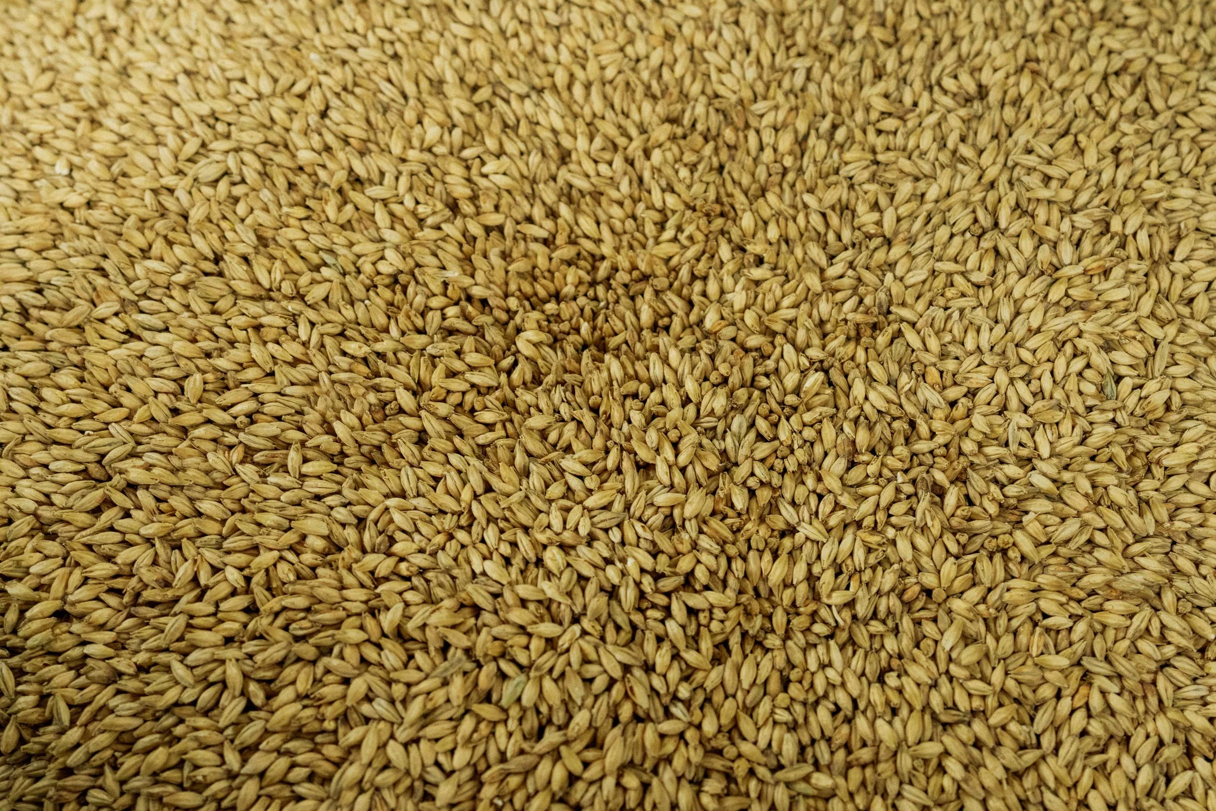 BREWINGAUG-6.JPG
