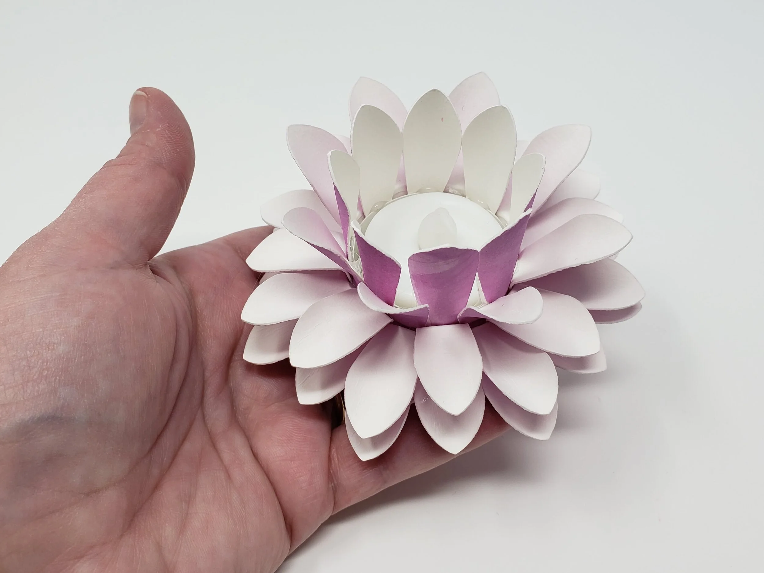 orchid5.jpg