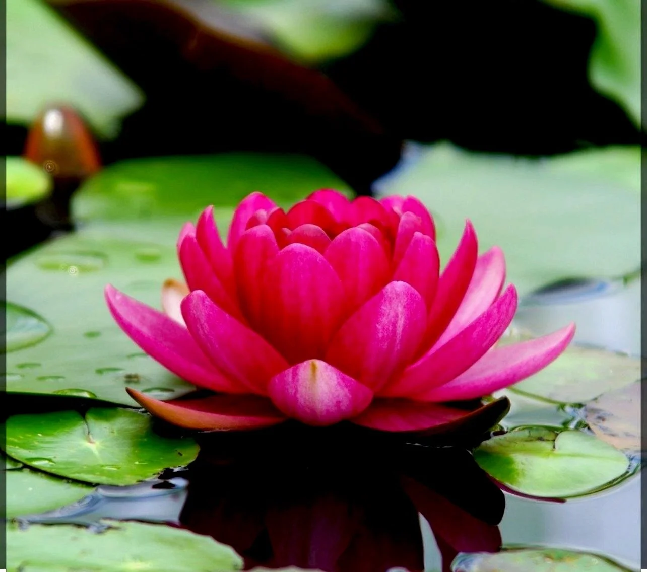 Counseling Hard Things Bloom