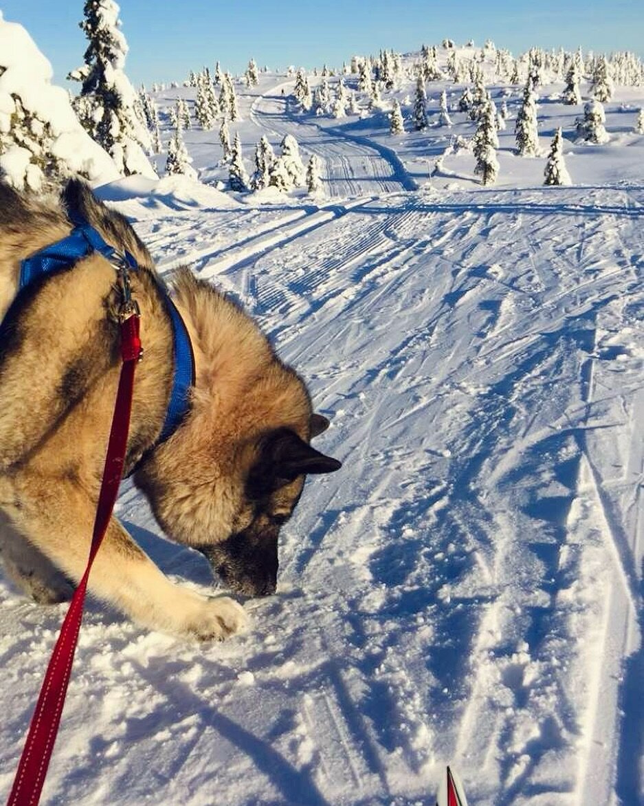 Nydelig start p&aring; vinterferien ❄️☀️😎 Har dere v&aelig;rt p&aring; ski i dag?! Her er det kort veg til fjellet og flotte skil&oslash;yper p&aring; Blefjell 🤩