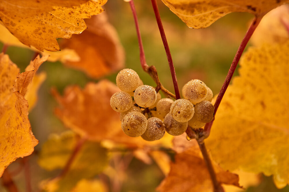 Weingarten+Herbst+3.jpeg