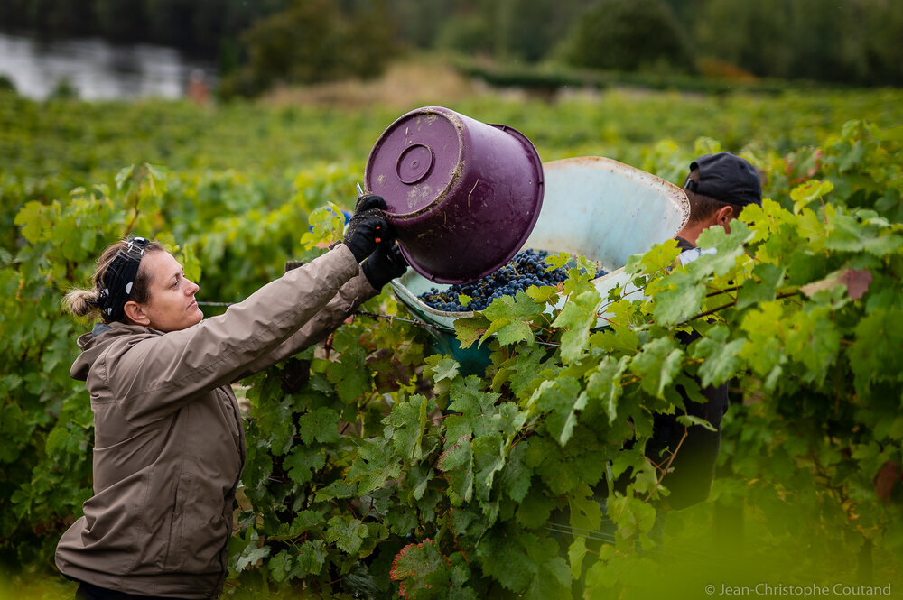 vendanges_clos_hospice_Chinon_Raffault_Credit_ADT_Touraine_JC-Coutand_2029-535.jpeg