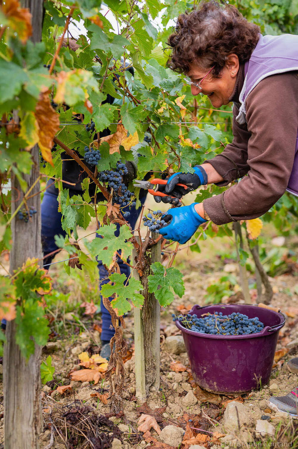 vendanges_clos_hospice_Chinon_Raffault_Credit_ADT_Touraine_JC-Coutand_2029-238.jpeg