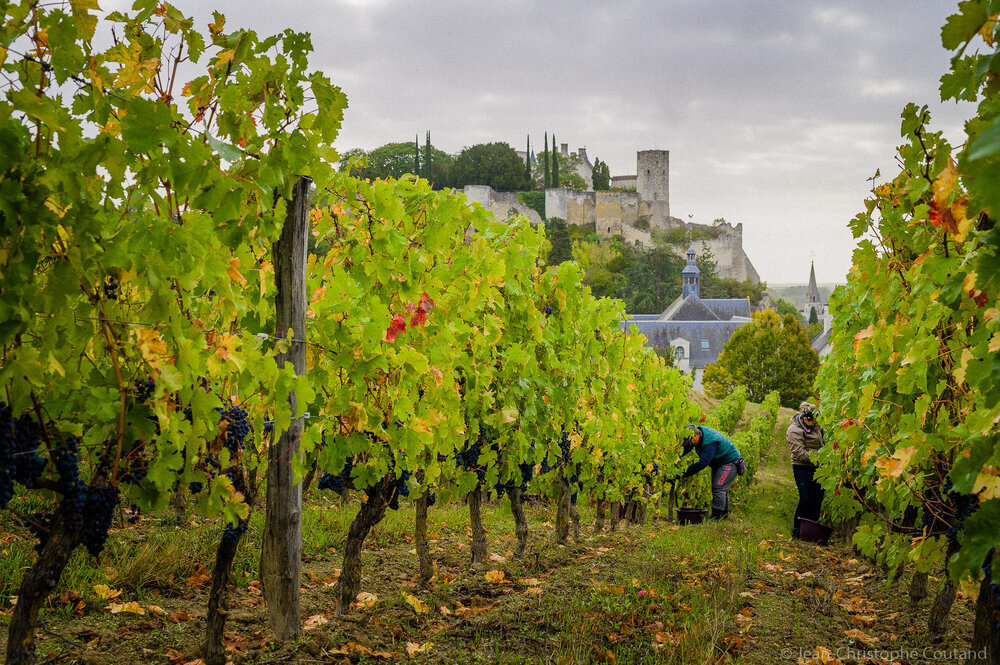 vendanges_clos_hospice_Chinon_Raffault_Credit_ADT_Touraine_JC-Coutand_2029-548.jpeg