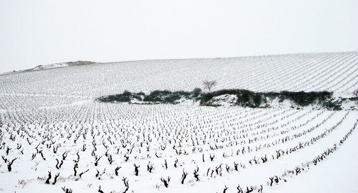 pecina-winter-vineyard-sd.jpeg