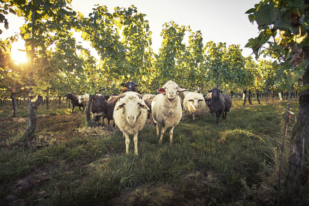 schafe_biodynamisch_weingut-loimer[1].jpeg