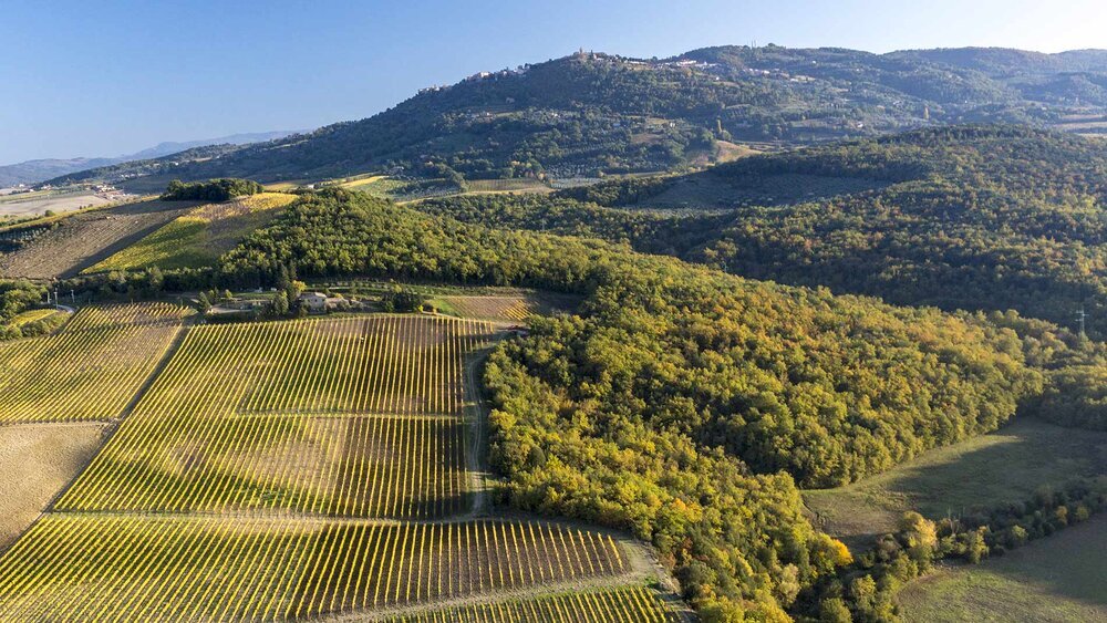 Vineyards+in+the+Montosoli+Hill.jpeg