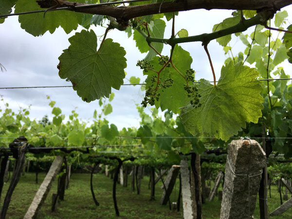 Balado-vineyard-web.jpeg