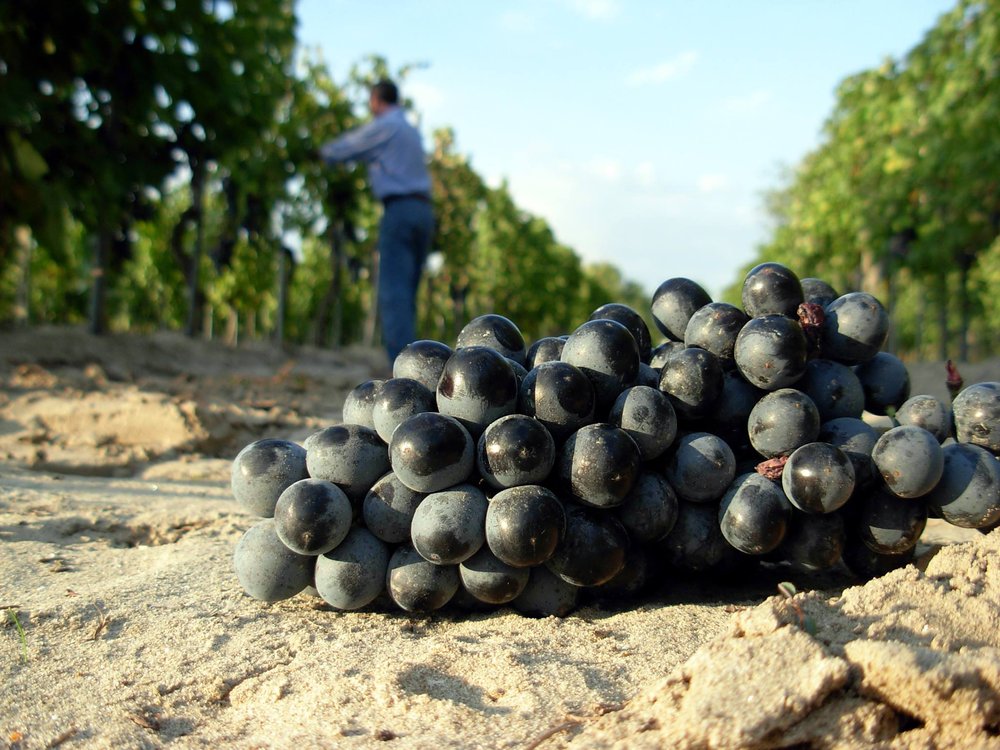 PortoVino Mariotti Harvest.jpg