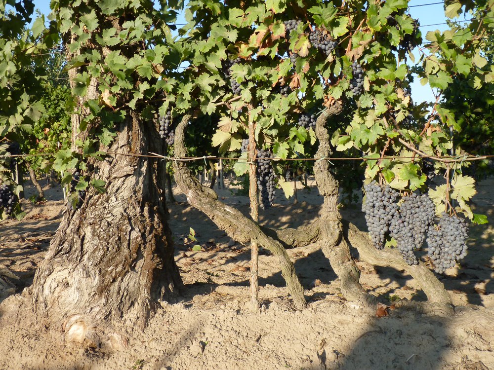 PortoVino Mariotti Vineyards 4.JPG