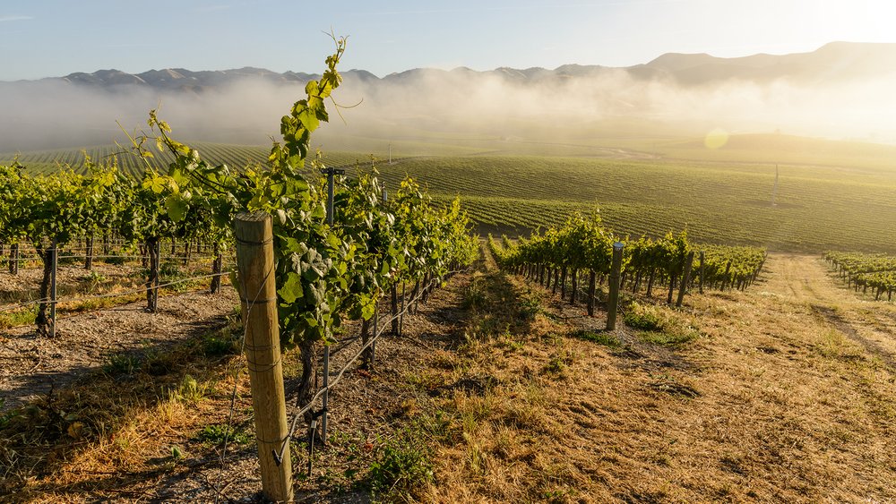 Tolosa Vineyard Shot.jpg