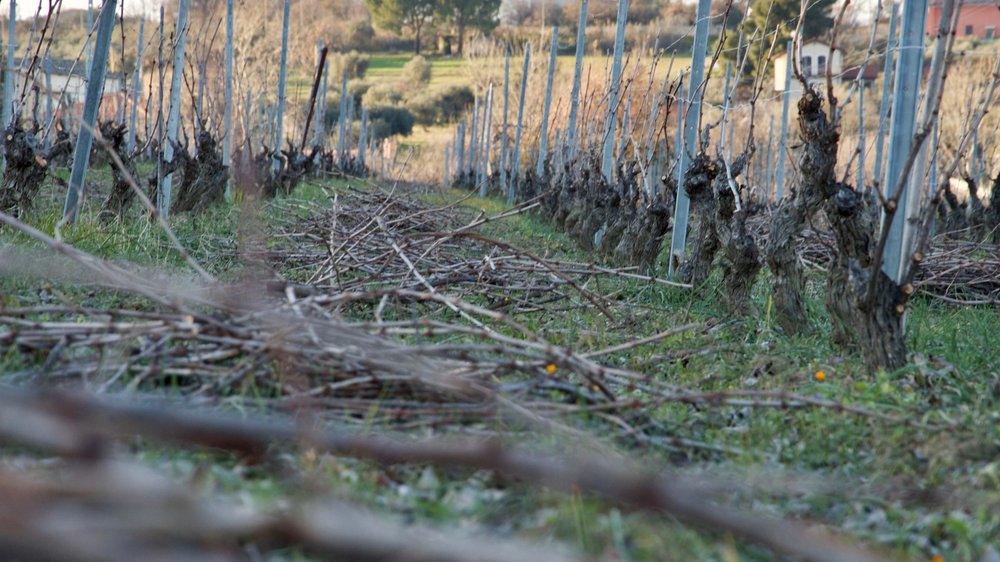 pruning season 2022, montalbo vineyrad.jpg