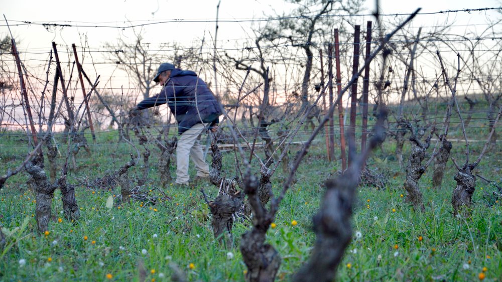 Montalbo vineyard.jpg