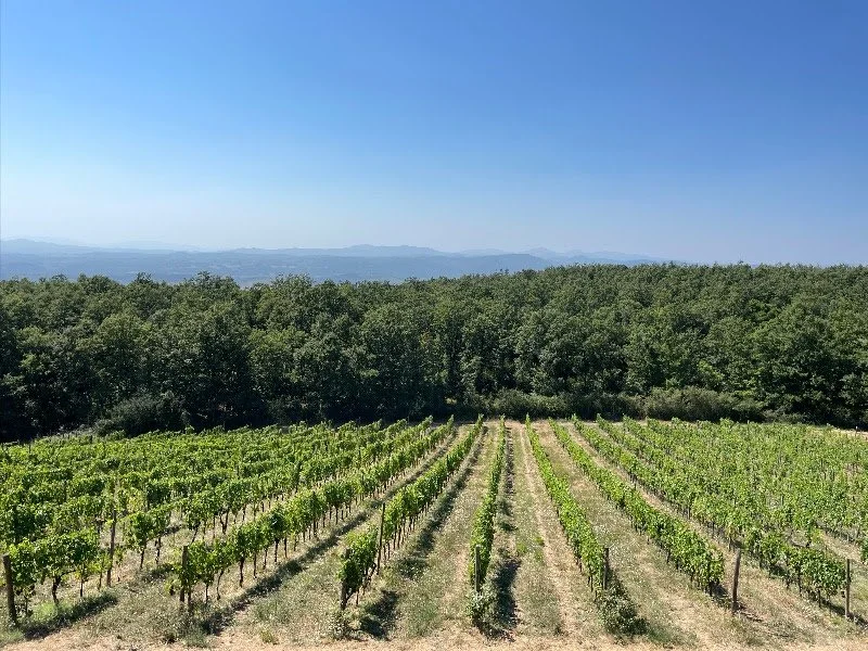 NEW Arrivals from Montalcino's Le Ragnaie