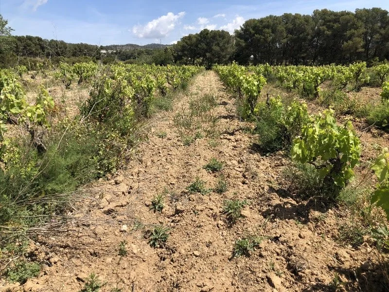 Clos Lentiscus : The Edge of Penedès