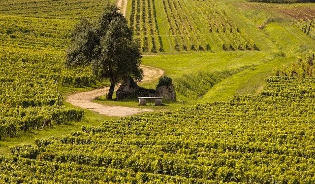 Domaine Rolet - Fresh, Elegant Jura Reds for Summer