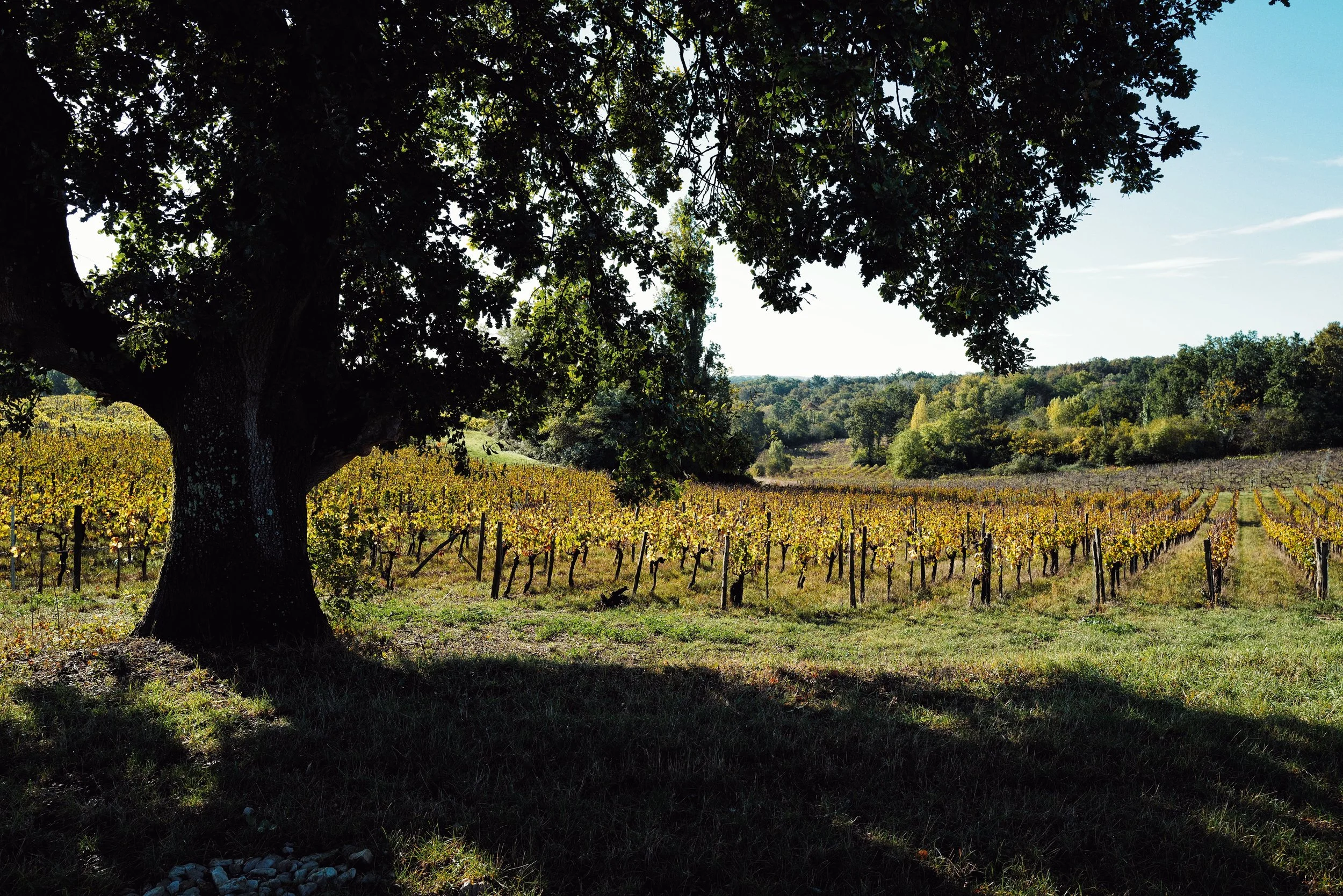 Château Penin
FEATURED WINERY