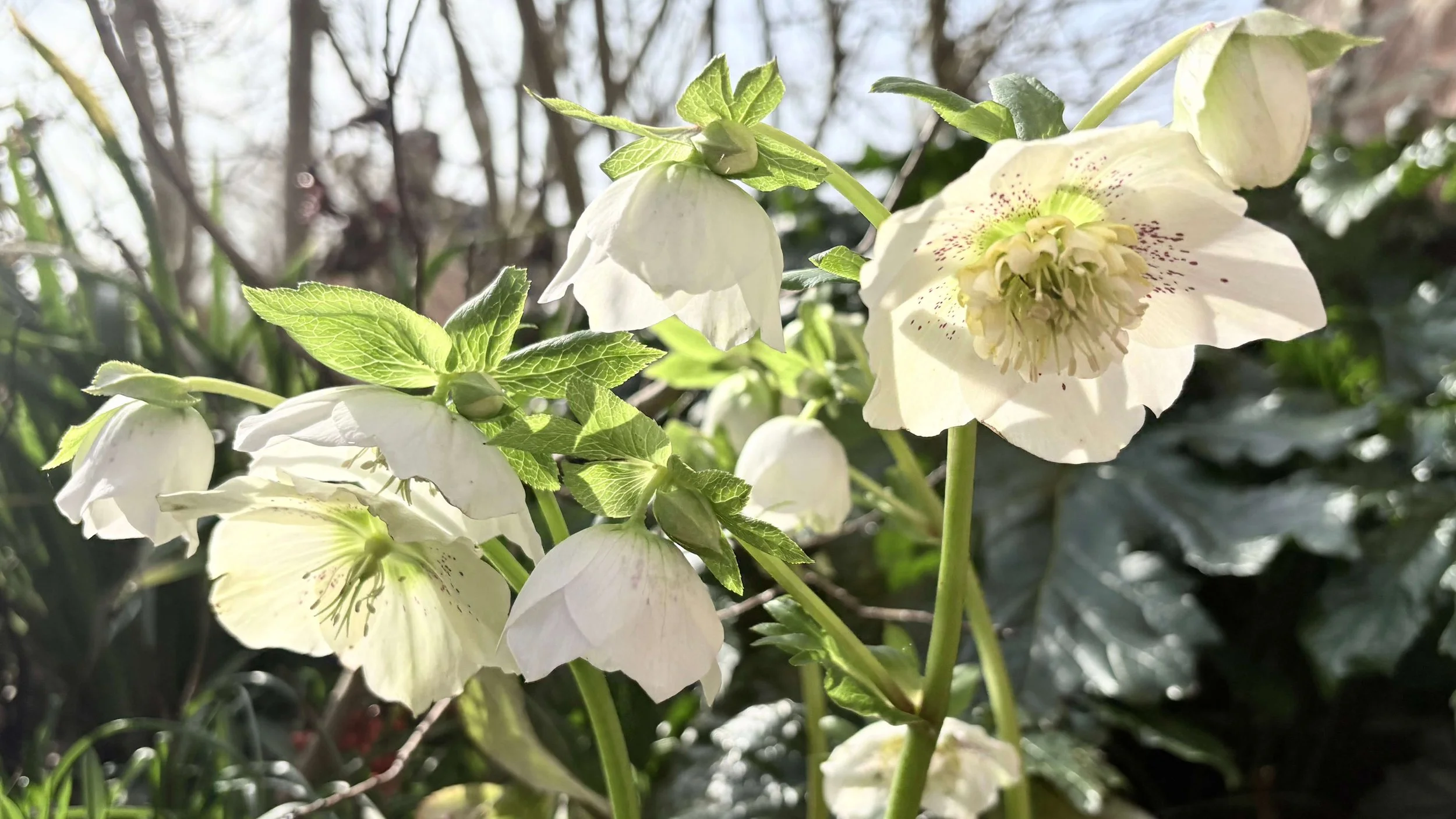 Quiet Return to Light: A March Reflection