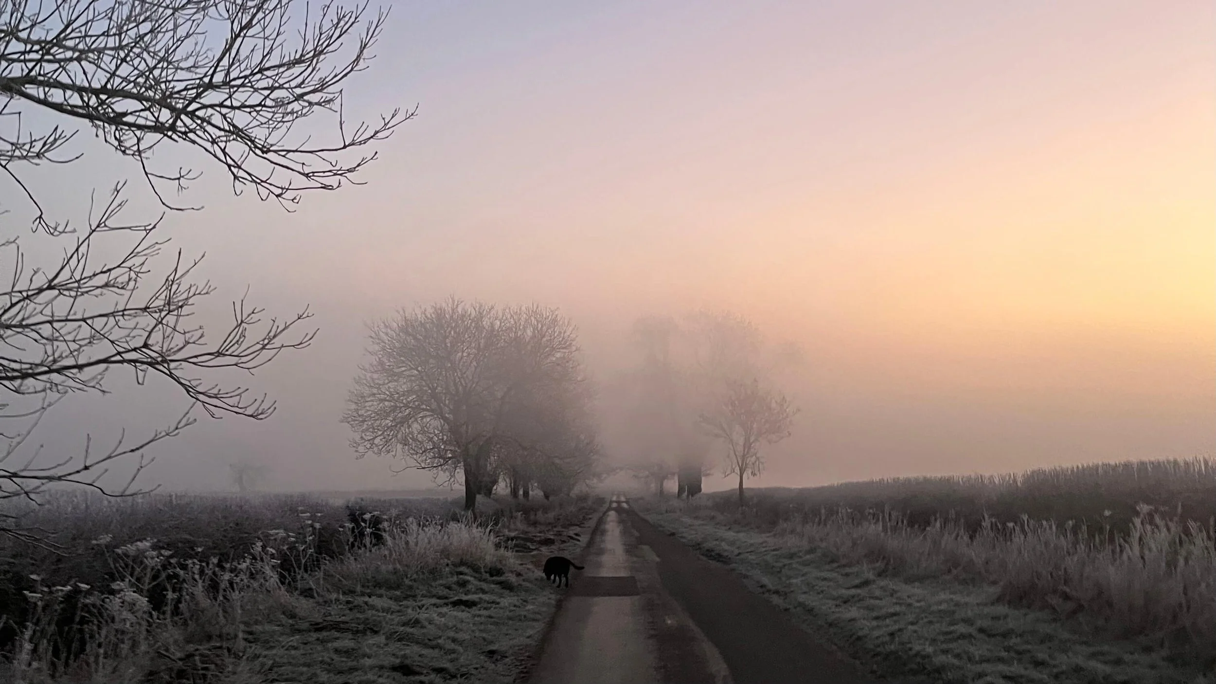 frosty winter scene showing a country lane and fields