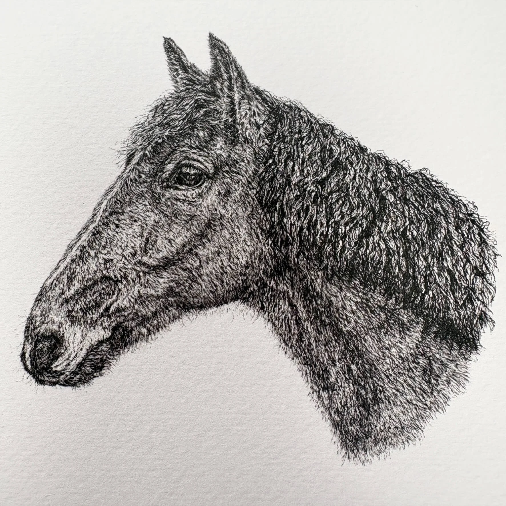 Oscar_horse_textured_paper_print_closeup.jpg (Copy)