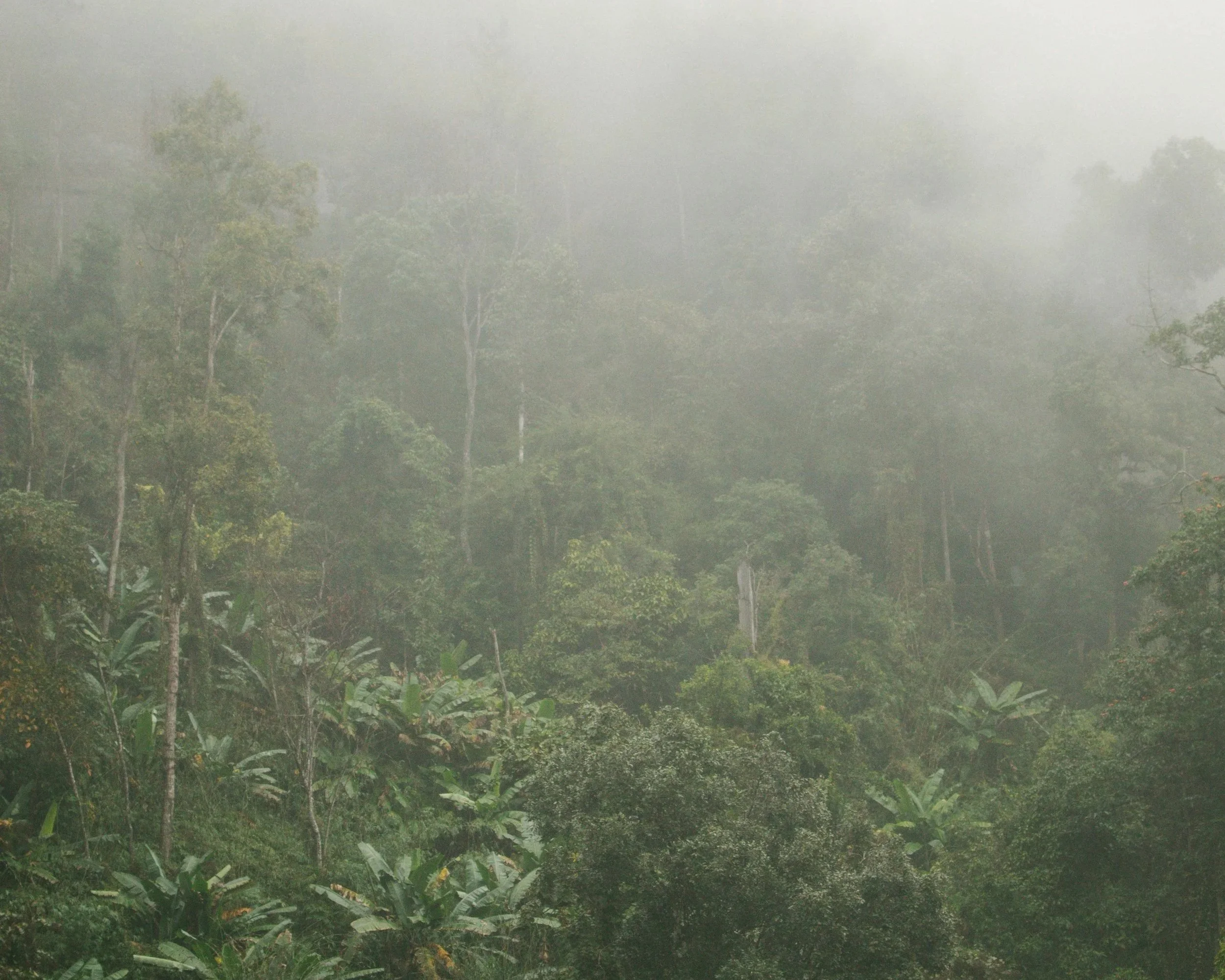 So your client just went to an Ayahuasca retreat: 