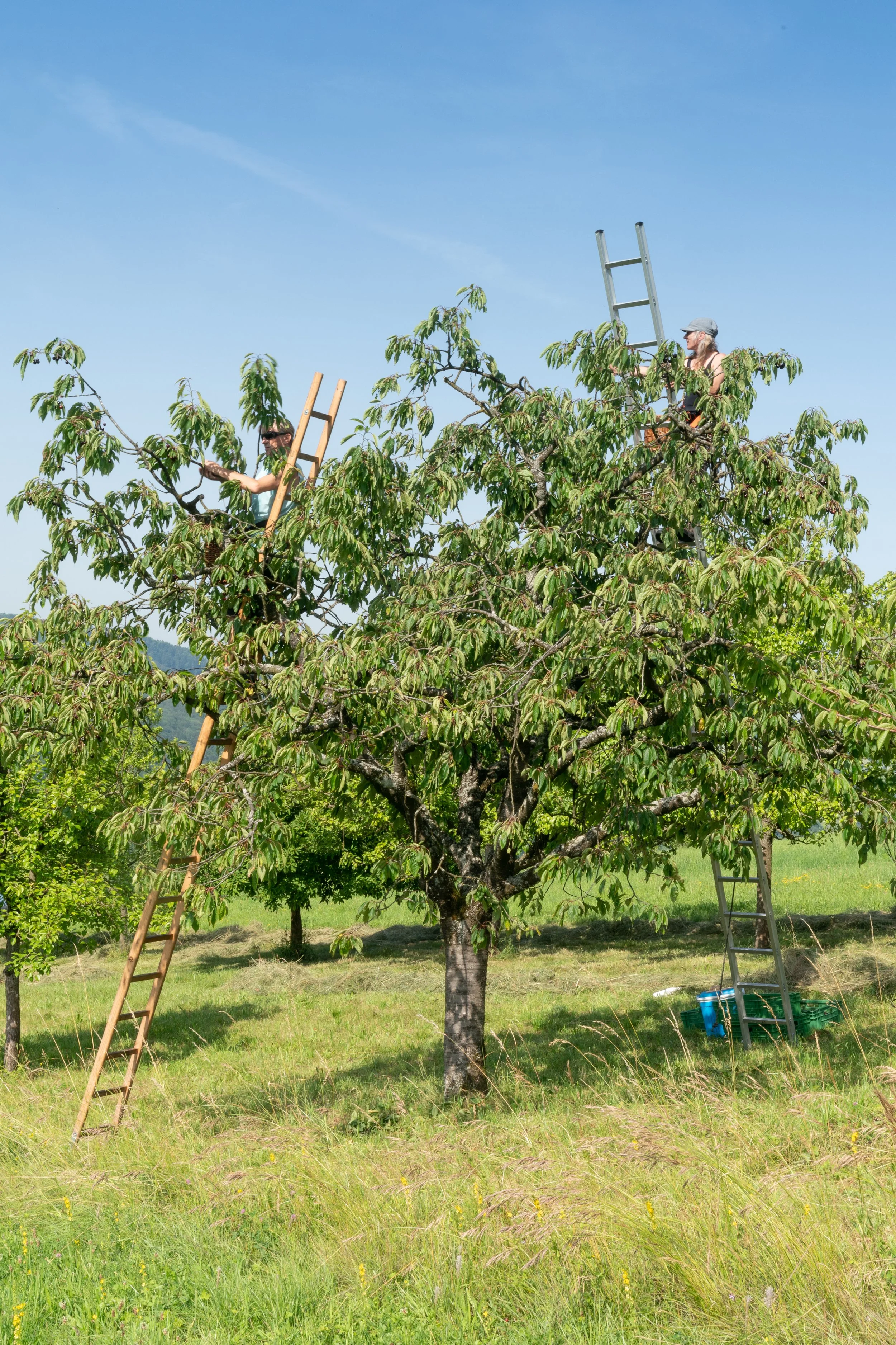 Wir suchen: Mitarbeiter*in in der Landwirtschaft und Verarbeitung