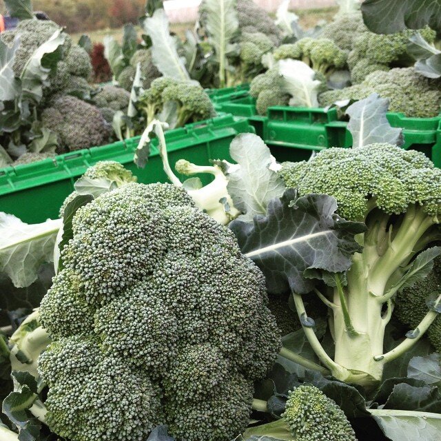 Hey Bangor! Check out this beautiful broccoli crop! Come get some and give us a 🙌tomorrow at market, across from the library, 11-1:30. #heybangor #bangorfarmersmarket #ilovemyjob #broccoli