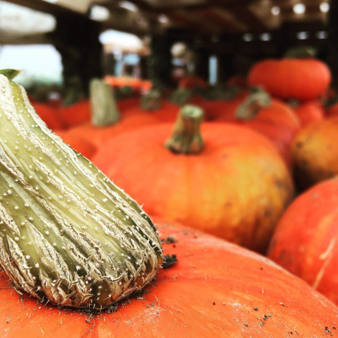 Come to the first day of the fair and get some sunshine winter squash with this rain! #nettiefoxfarm #commongroundfair