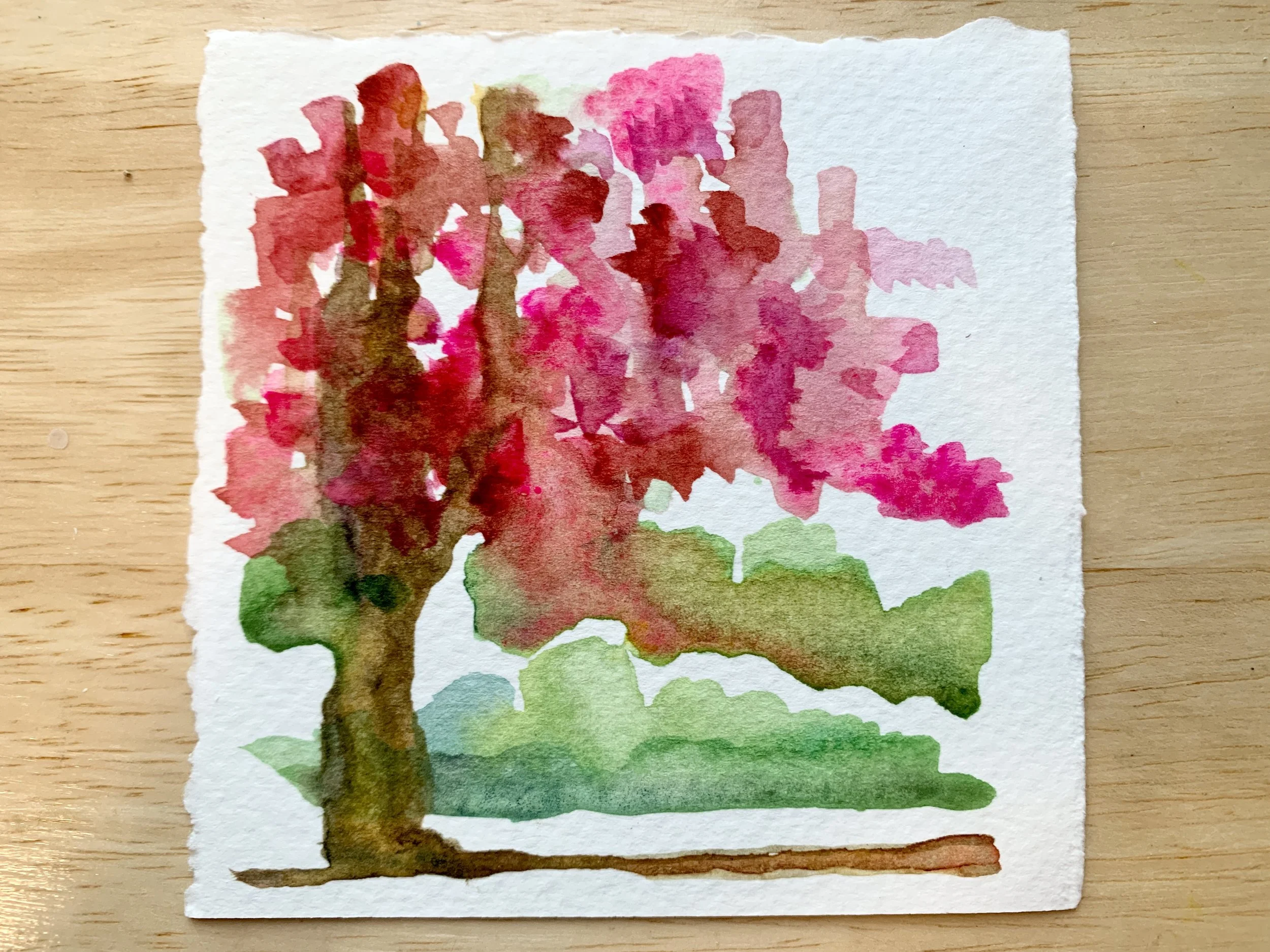 Cherry Blossom Festival, Washington DC