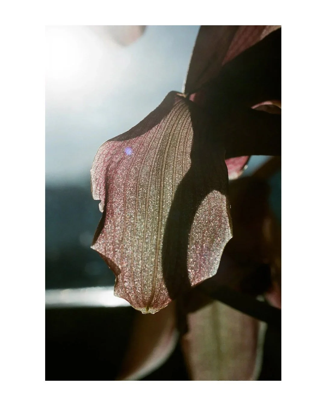 Thursday mood. Flowers as seen by Lina Scheynius.
Inspired by the subtle, almost intangible delicacy of her images: soft transparencies and gently filtered light.

#linascheynius #inspiration
