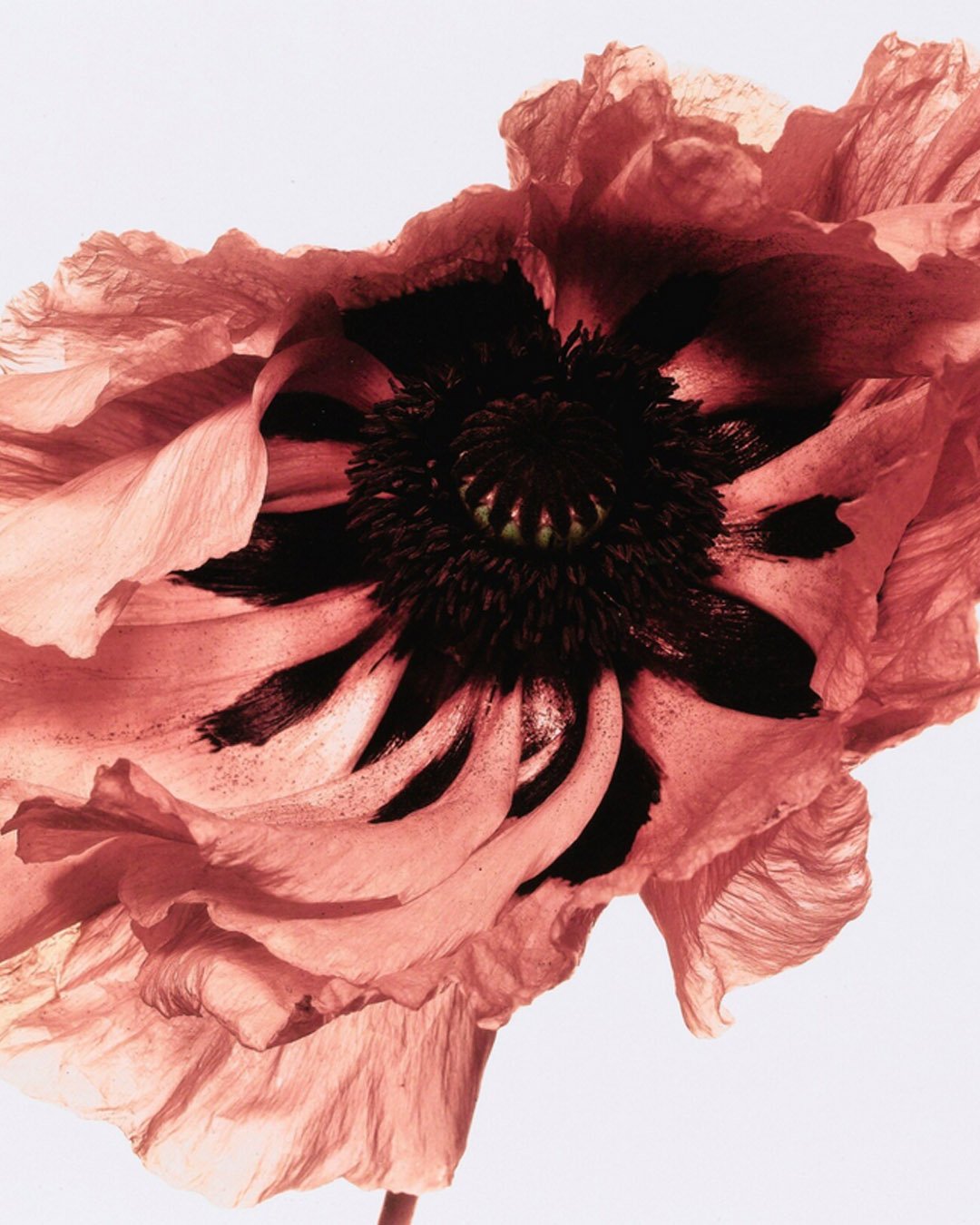 How great photographers see flowers. Irving Penn inspires us with sheer layers, subtle creases, and organic ripples. Nature exposed in its purest form.

* Poppy Showgirl - New York - 1968 
* Glory Poppy - New York - 1968
* Poppy Burgundy - New York -