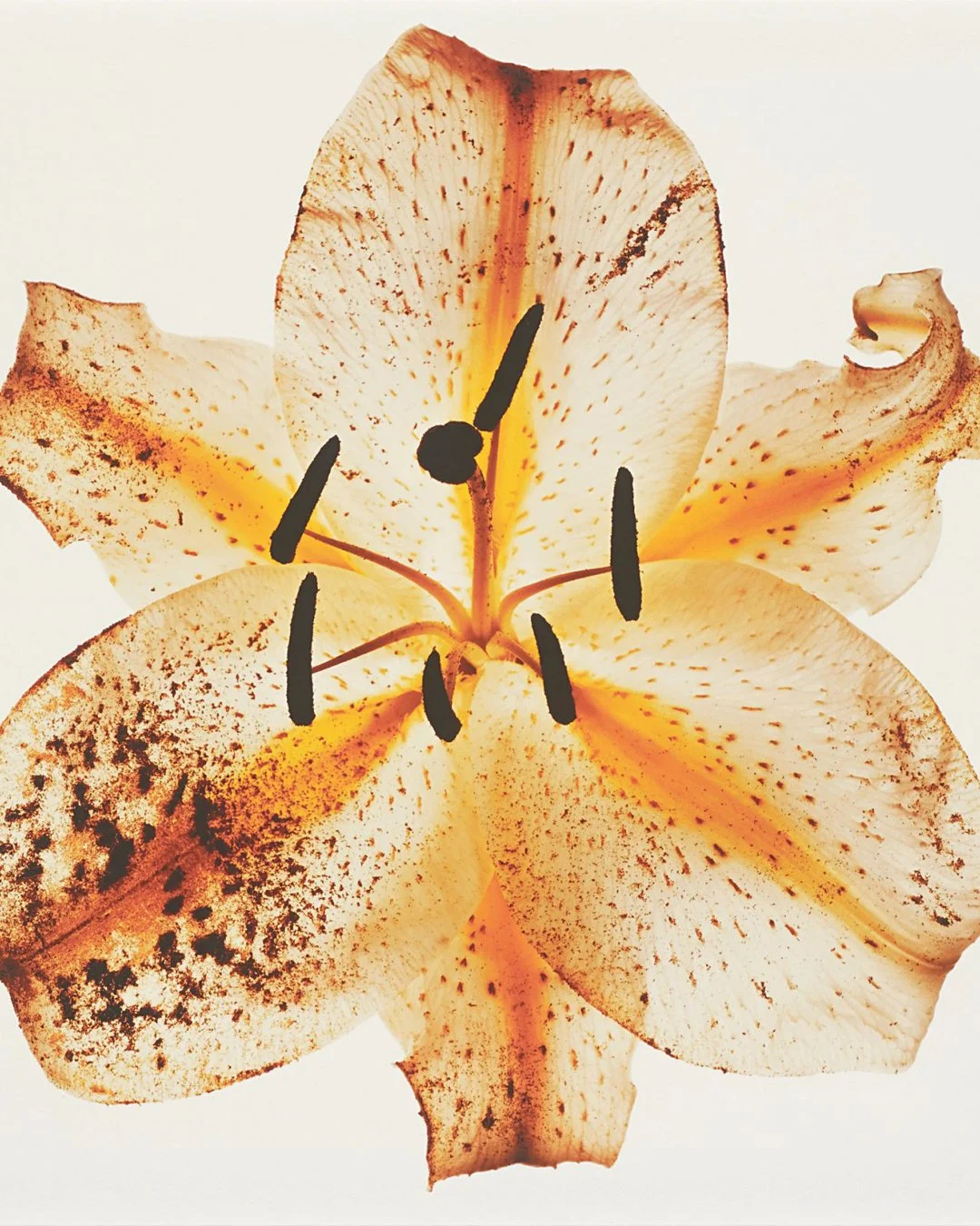 Sunday mood.
* Irving Penn - Lily: Melridge, New York - 1971
.
.
.
#irvingpenn #artinspiration #colourinspiration