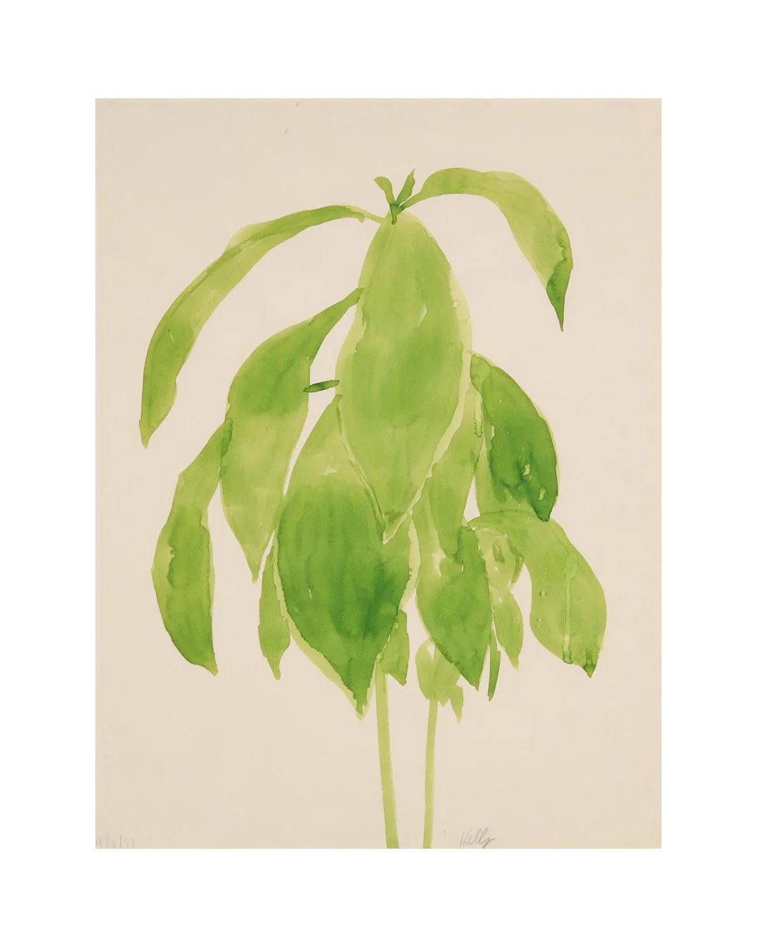 Early june mood

*Plant - Ellsworth Kelly, 1957

#EllsworthKelly #artinspiration