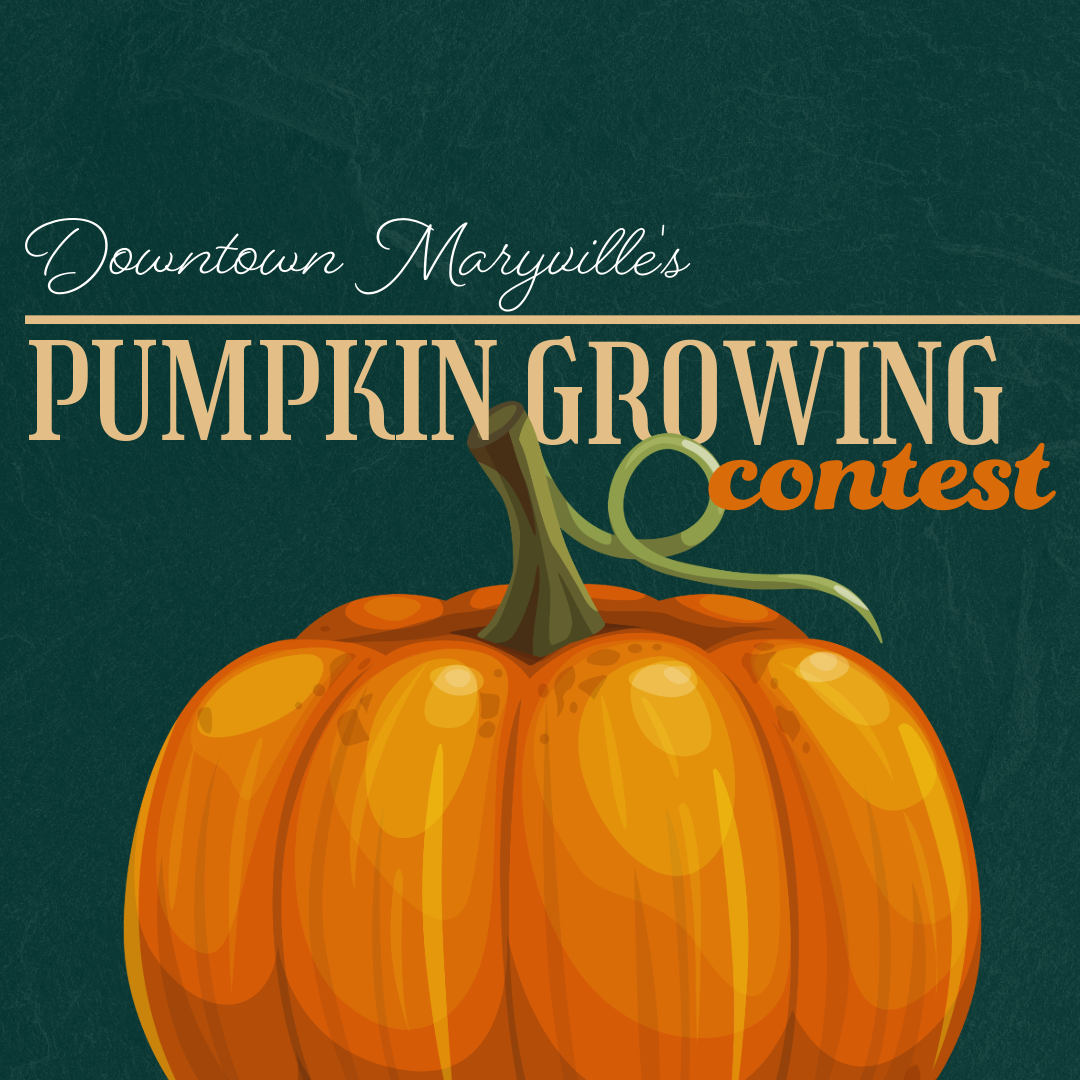 Downtown Maryville's Pumpkin Growing Contest