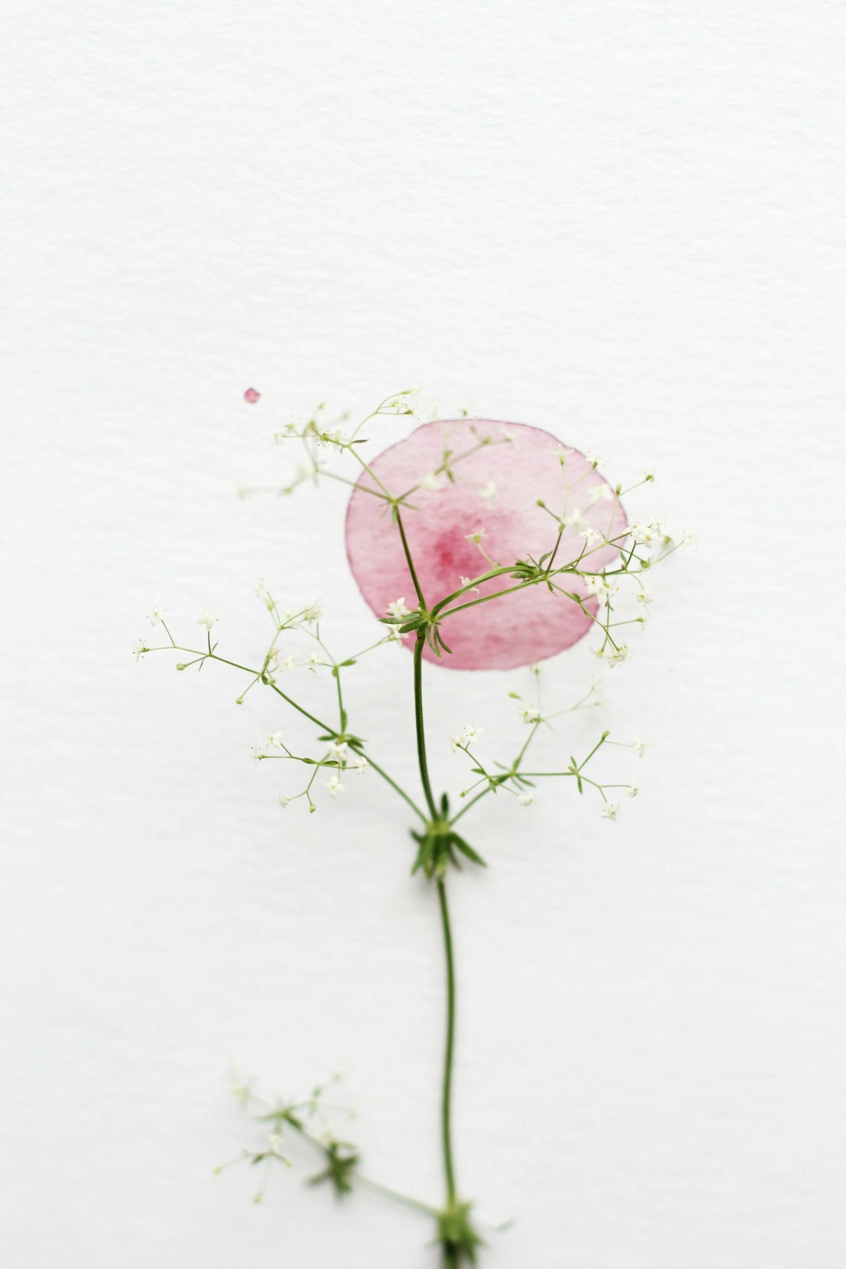 A delicate pink flower with white baby's breath blossoms against a plain white background.