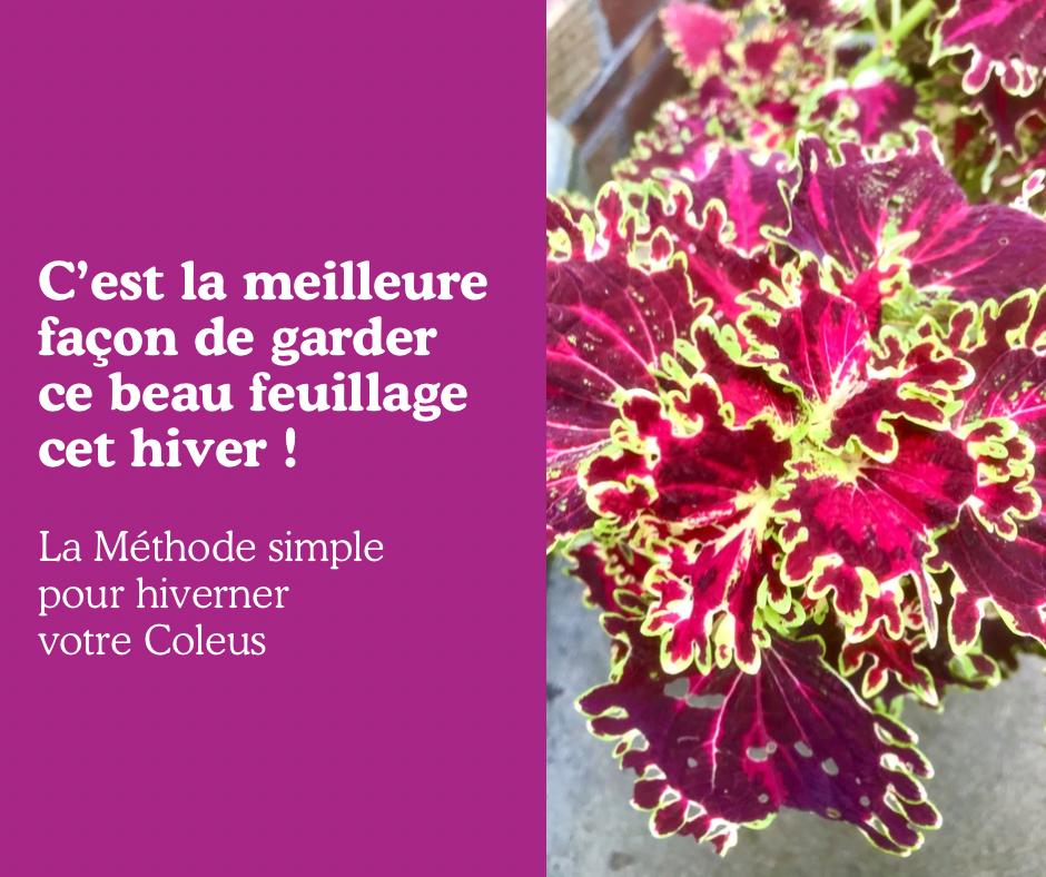 Comment hiverner vos Coleus ?