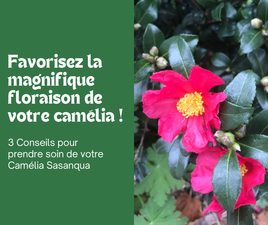 Favorisez la floraison de votre Camélia !