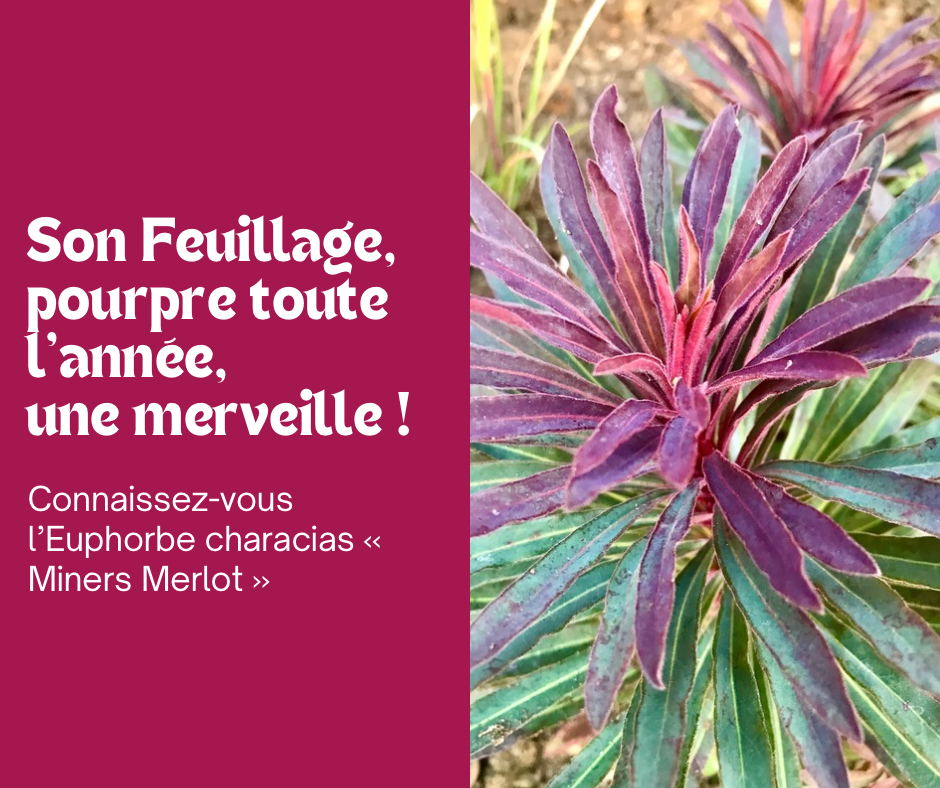 L’Euphorbe Miners Merlot : un feuillage pourpre merveilleux toute l’année 