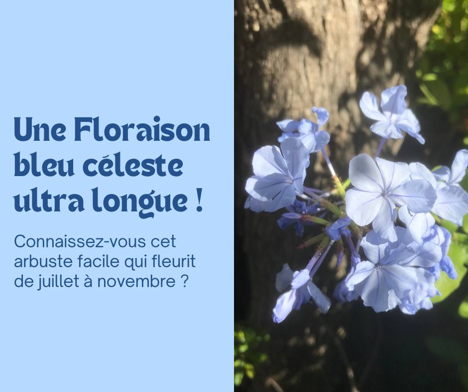 Le Plumbago du Cap : une floraison bleu céleste ultra longue