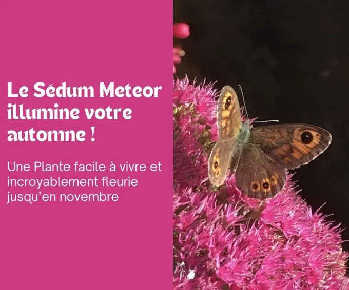 Le Sédum Meteor illumine l’automne !