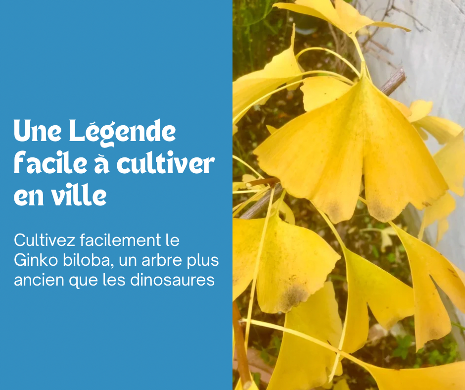 Le Ginko Biloba : une légende facile à cultiver en ville 