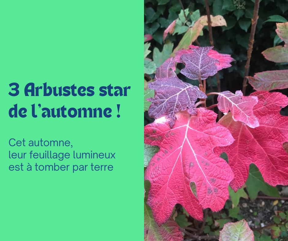3 Arbustes stars de l’automne