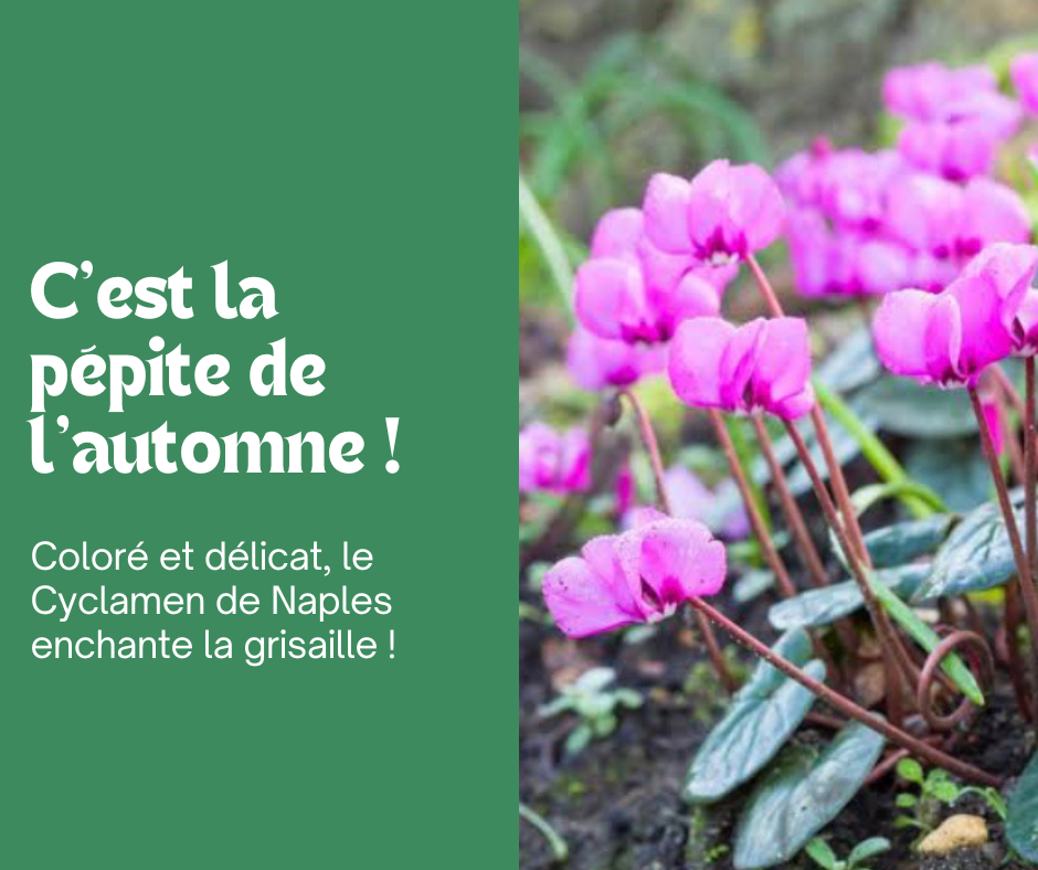 Le Cyclamen de Naples : la pépite de l’automne 