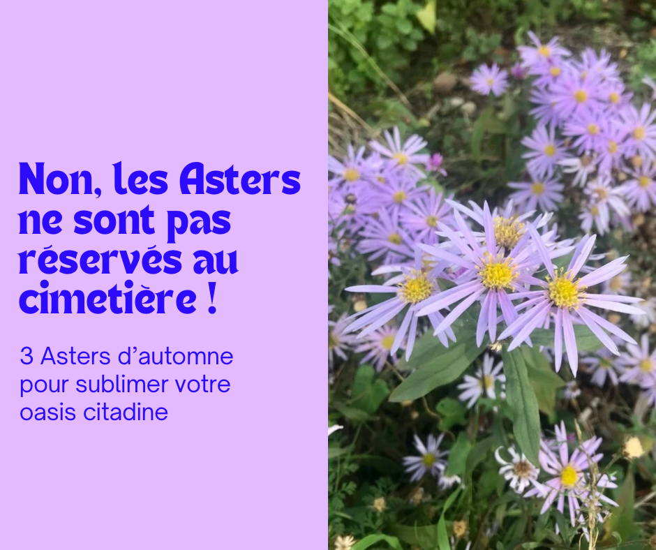 3 Asters d’automne pour sublimer votre oasis citadine