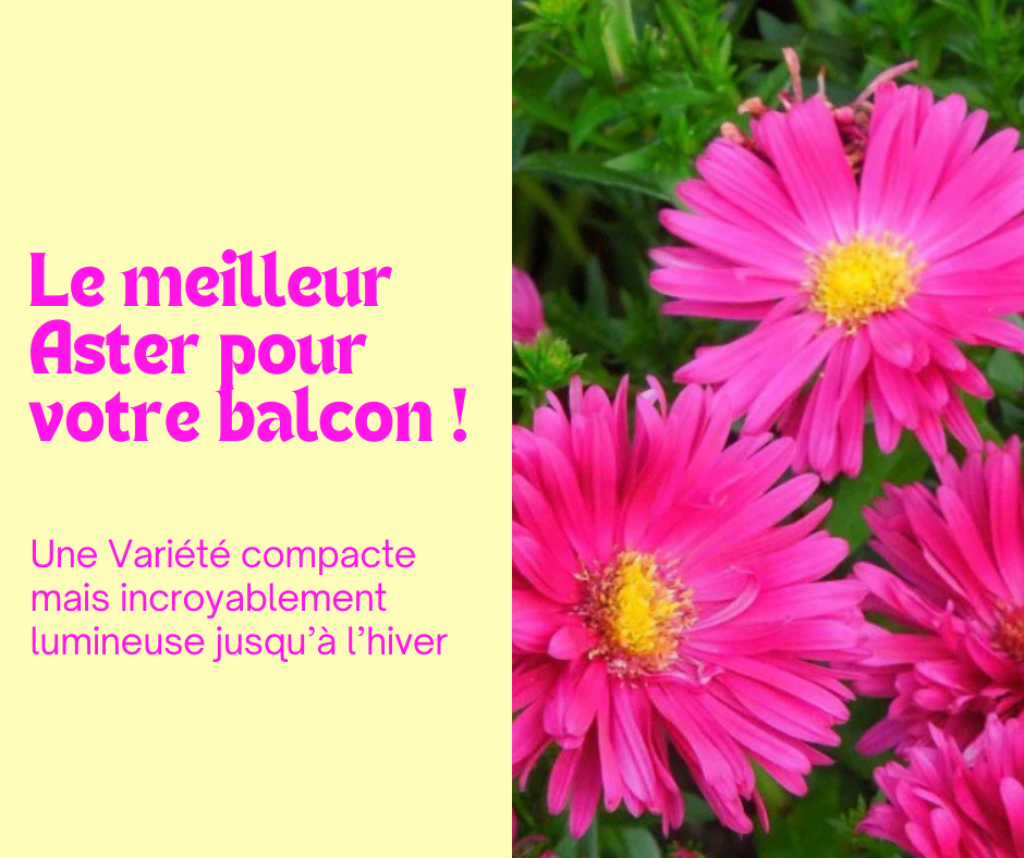L’Aster Jenny illumine vos jardinières