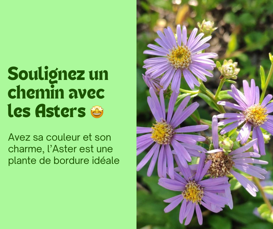 Soulignez un chemin avec les Asters