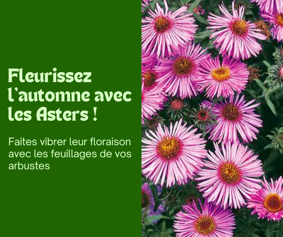 Fleurissez l’automne avec les Asters